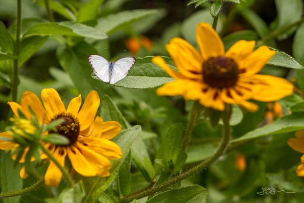 White butterfly on yellow flowers