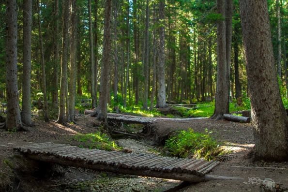 Log bridges spanning dry creek bed in a forest