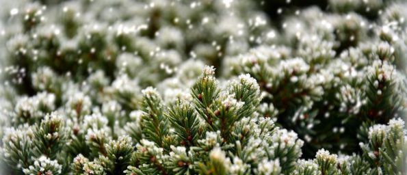 An evergreen tree with a dusting of snow