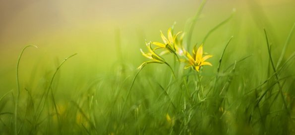 Yellow flowers in grass