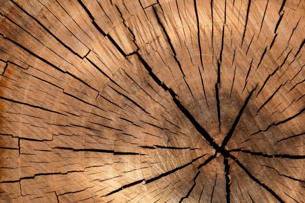 Close up of a log with rings and cracks