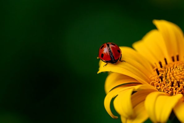 Ladybug on a yellow flower