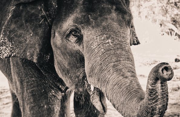 Asian elephant lifting its trunk toward the camera