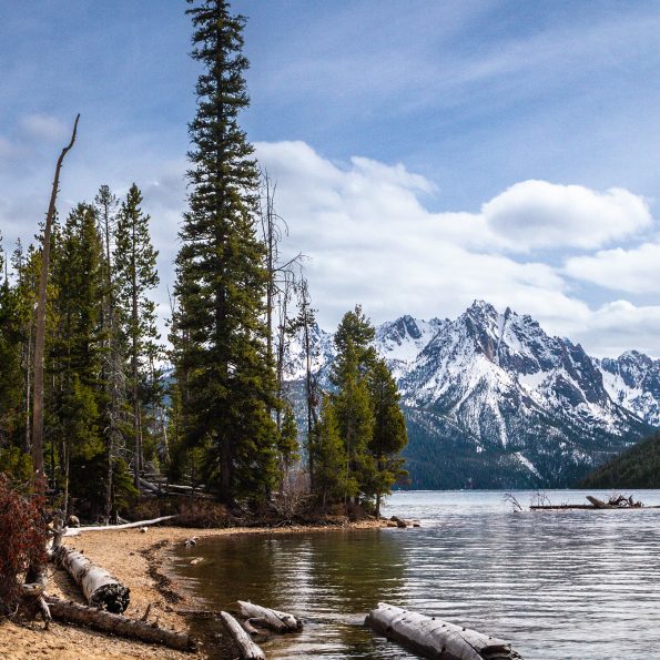Snow-covered mountains next to a lake surrounded by lodgepole pine trees